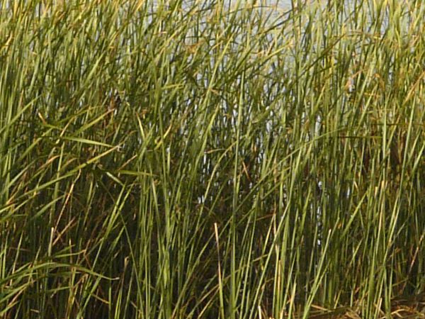 tall grass  texture